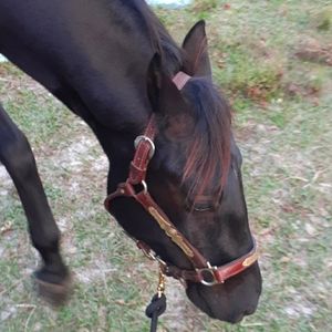 Billy Royal Small medium leather halter